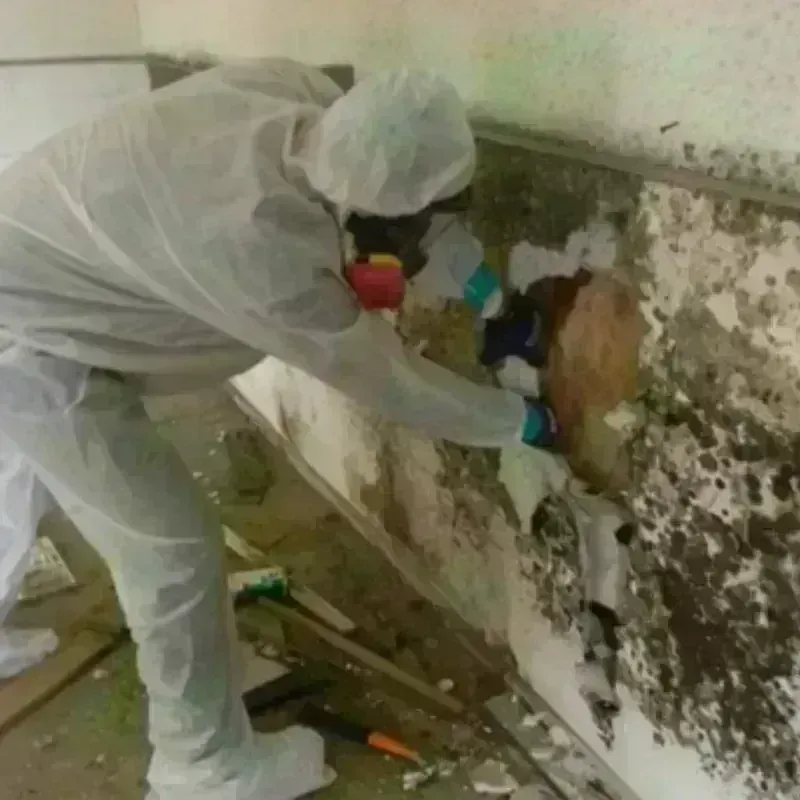 Mold Remediation and Removal in Traverse City, MI